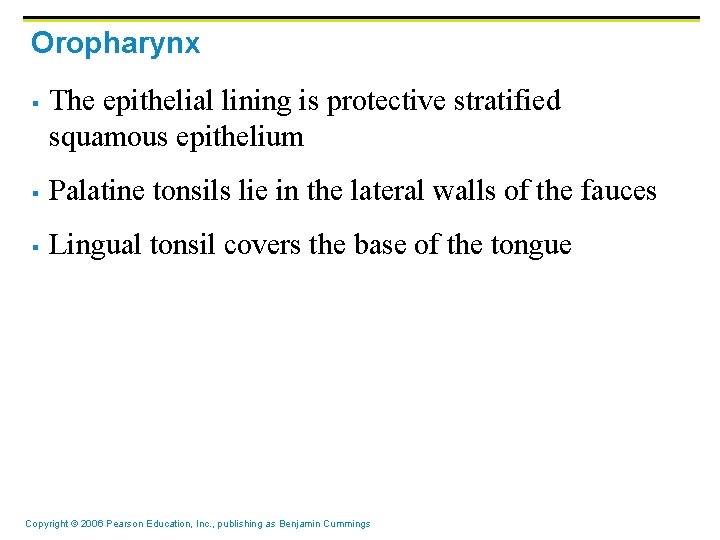 Oropharynx § The epithelial lining is protective stratified squamous epithelium § Palatine tonsils lie