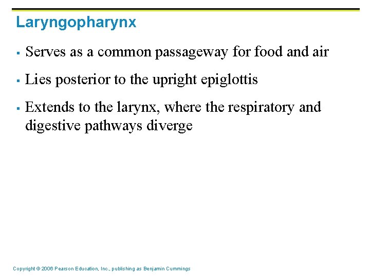 Laryngopharynx § Serves as a common passageway for food and air § Lies posterior