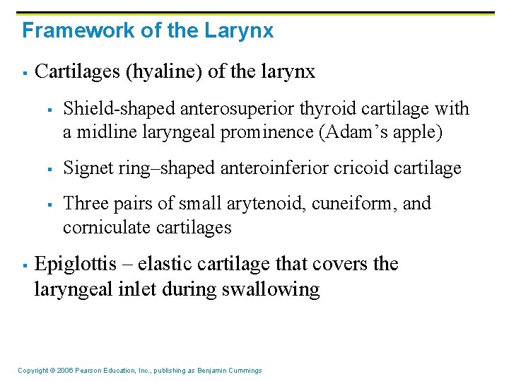 Framework of the Larynx § Cartilages (hyaline) of the larynx § § Shield-shaped anterosuperior