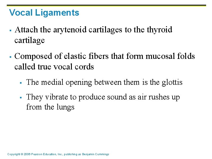 Vocal Ligaments § § Attach the arytenoid cartilages to the thyroid cartilage Composed of