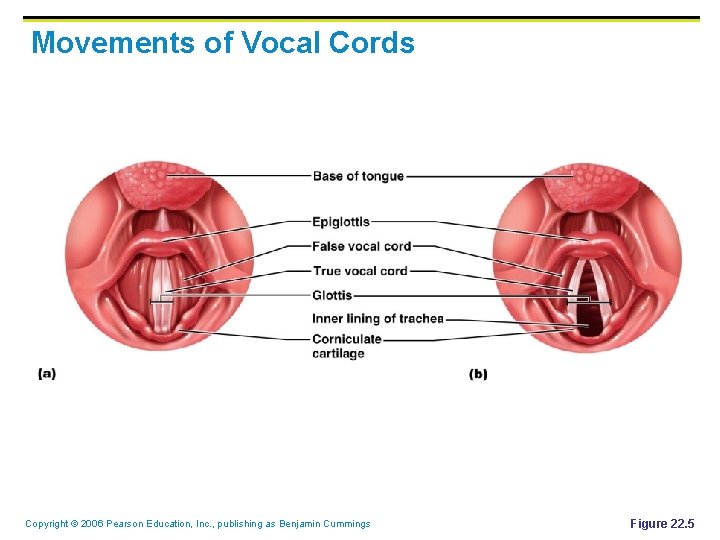 Movements of Vocal Cords Copyright © 2006 Pearson Education, Inc. , publishing as Benjamin