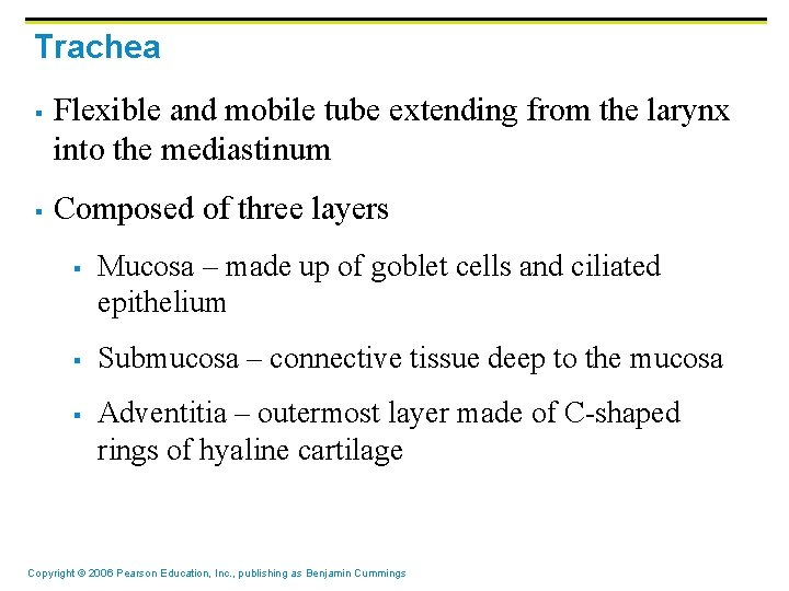 Trachea § § Flexible and mobile tube extending from the larynx into the mediastinum