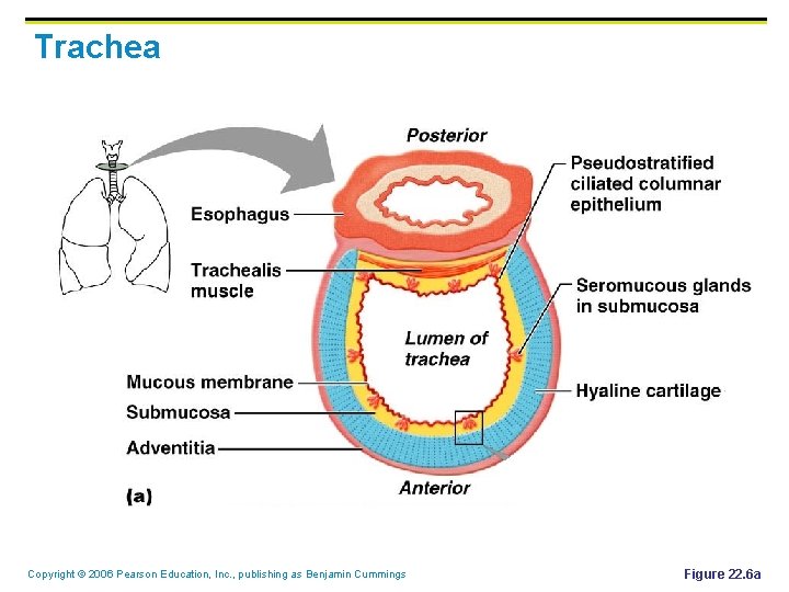 Trachea Copyright © 2006 Pearson Education, Inc. , publishing as Benjamin Cummings Figure 22.