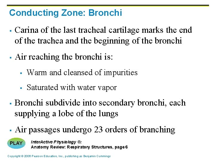 Conducting Zone: Bronchi § § Carina of the last tracheal cartilage marks the end