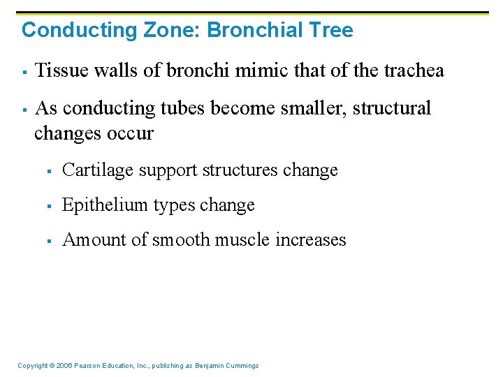 Conducting Zone: Bronchial Tree § § Tissue walls of bronchi mimic that of the