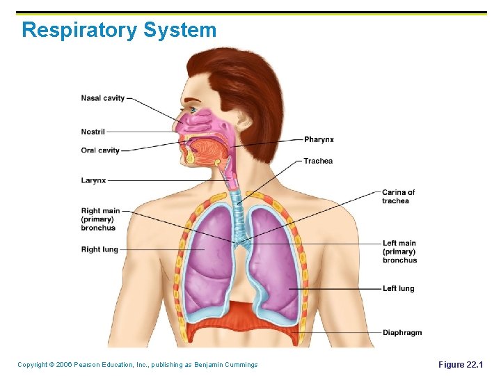 Respiratory System Copyright © 2006 Pearson Education, Inc. , publishing as Benjamin Cummings Figure