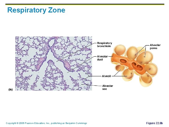 Respiratory Zone Copyright © 2006 Pearson Education, Inc. , publishing as Benjamin Cummings Figure