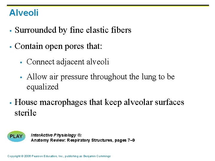 Alveoli § Surrounded by fine elastic fibers § Contain open pores that: § §