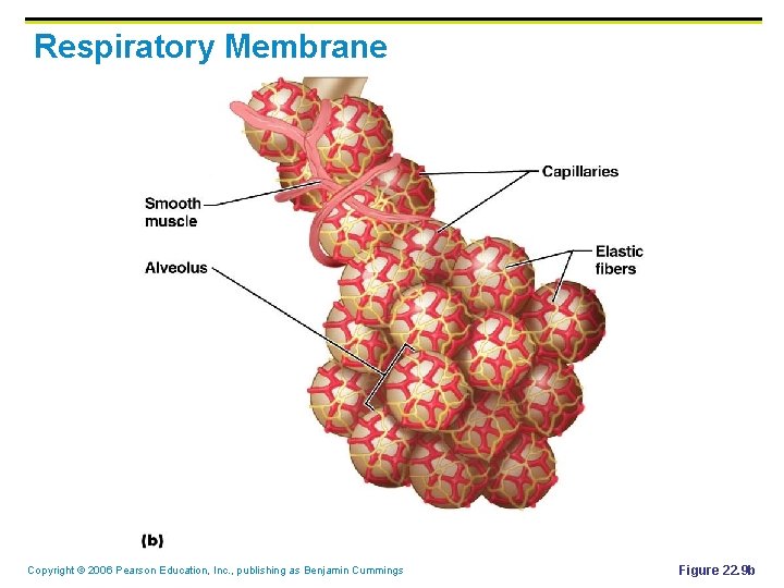 Respiratory Membrane Copyright © 2006 Pearson Education, Inc. , publishing as Benjamin Cummings Figure