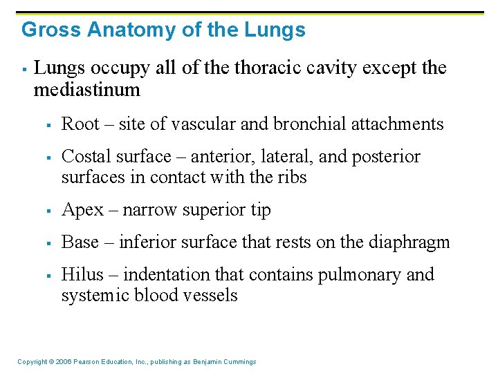 Gross Anatomy of the Lungs § Lungs occupy all of the thoracic cavity except