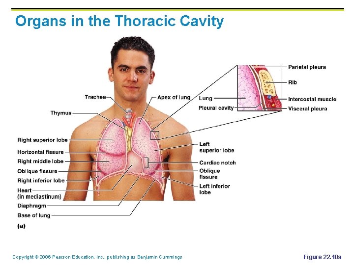 Organs in the Thoracic Cavity Copyright © 2006 Pearson Education, Inc. , publishing as