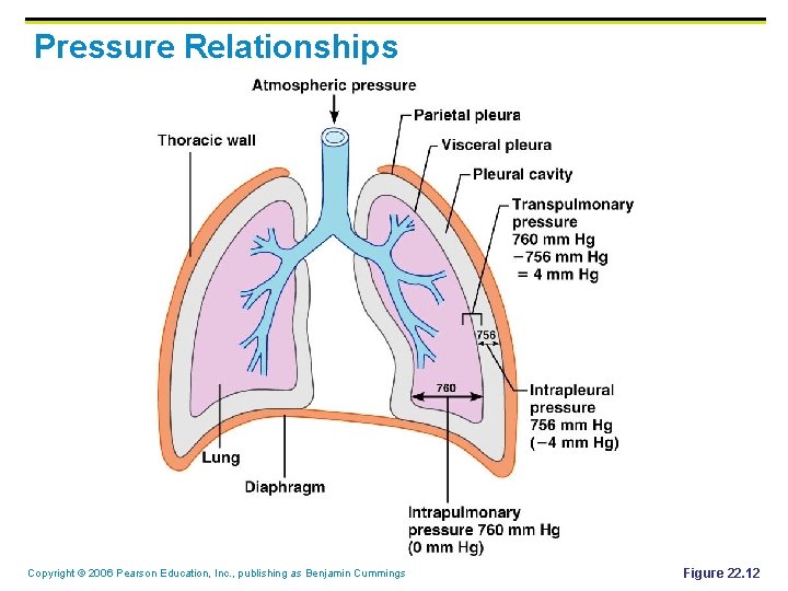 Pressure Relationships Copyright © 2006 Pearson Education, Inc. , publishing as Benjamin Cummings Figure