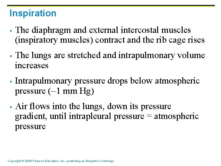 Inspiration § § The diaphragm and external intercostal muscles (inspiratory muscles) contract and the