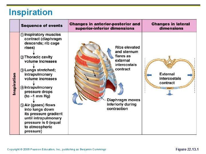 Inspiration Copyright © 2006 Pearson Education, Inc. , publishing as Benjamin Cummings Figure 22.