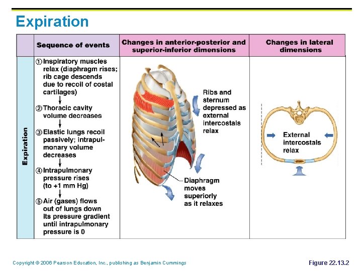Expiration Copyright © 2006 Pearson Education, Inc. , publishing as Benjamin Cummings Figure 22.