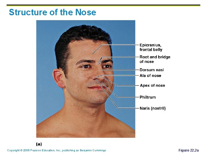 Structure of the Nose Copyright © 2006 Pearson Education, Inc. , publishing as Benjamin