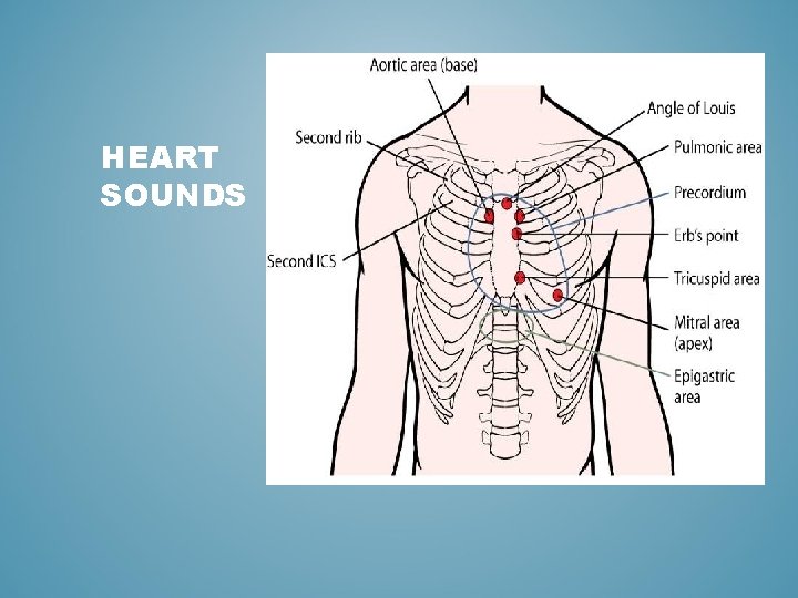 HEART SOUNDS 