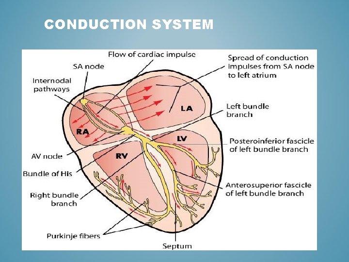 CONDUCTION SYSTEM 