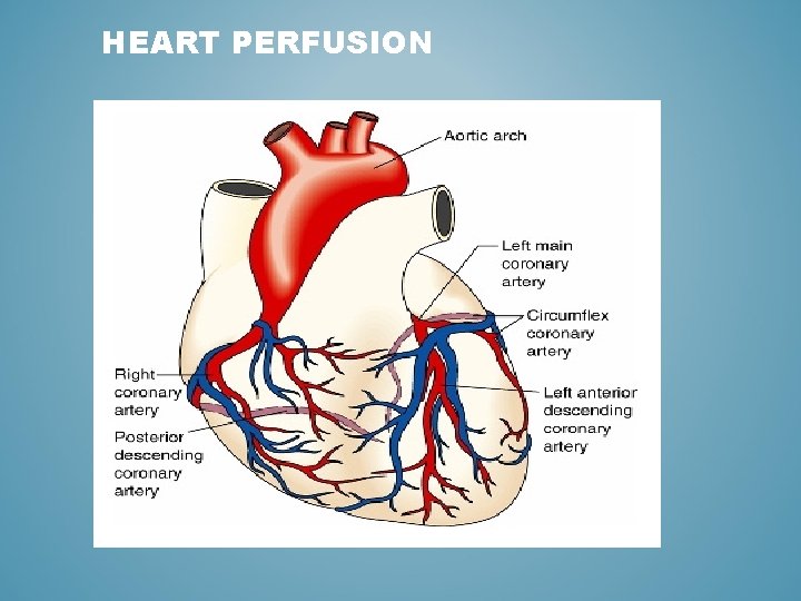 HEART PERFUSION 