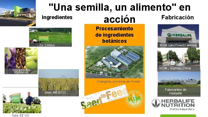 "Una semilla, un alimento" en Ingredientes Fabricación acción Té, CHINA Procesamiento de ingredientes botánicos