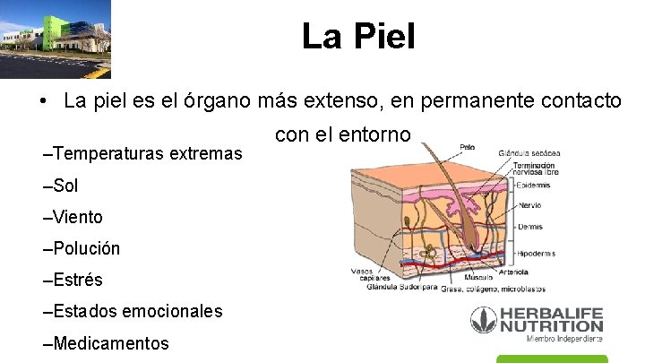 La Piel • La piel es el órgano más extenso, en permanente contacto –Temperaturas