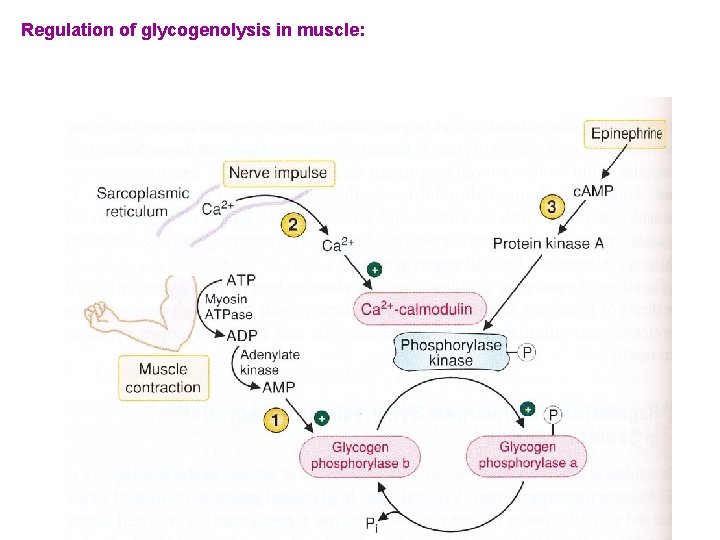 Regulation of glycogenolysis in muscle: 