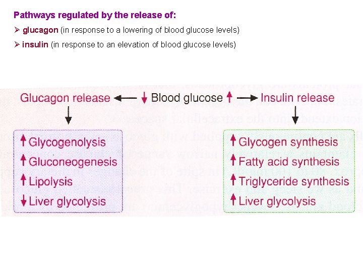 Pathways regulated by the release of: Ø glucagon (in response to a lowering of