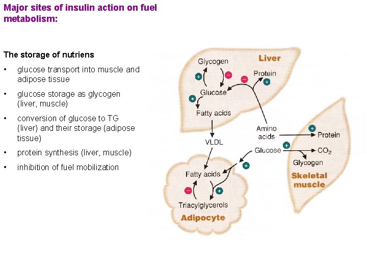 Major sites of insulin action on fuel metabolism: The storage of nutriens • glucose