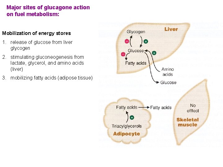 Major sites of glucagone action on fuel metabolism: Mobilization of energy stores 1. release