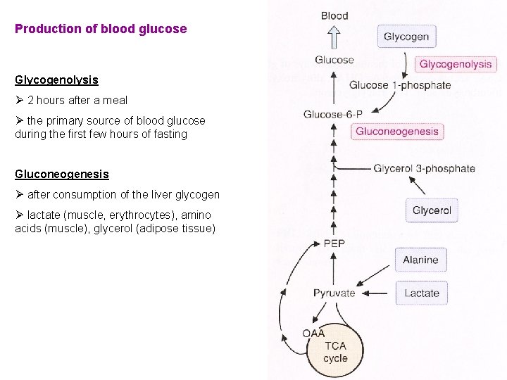Production of blood glucose Glycogenolysis Ø 2 hours after a meal Ø the primary