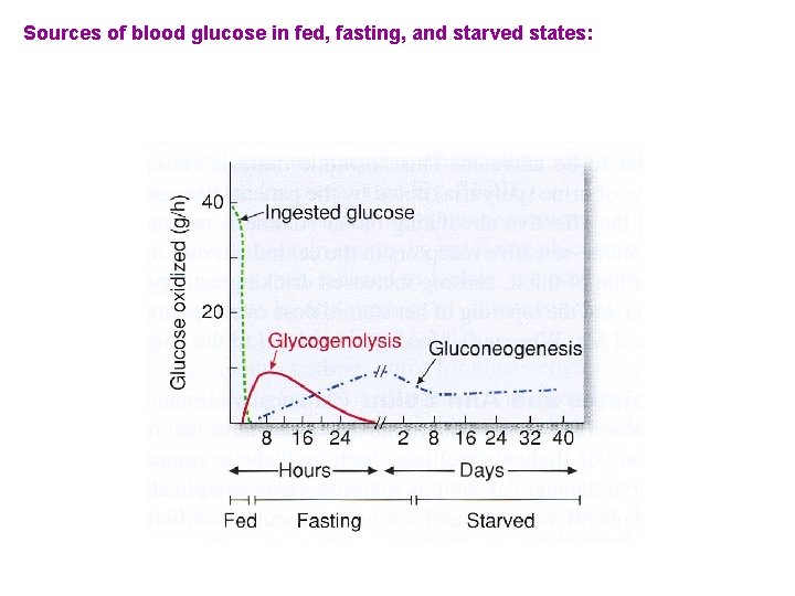 Sources of blood glucose in fed, fasting, and starved states: 