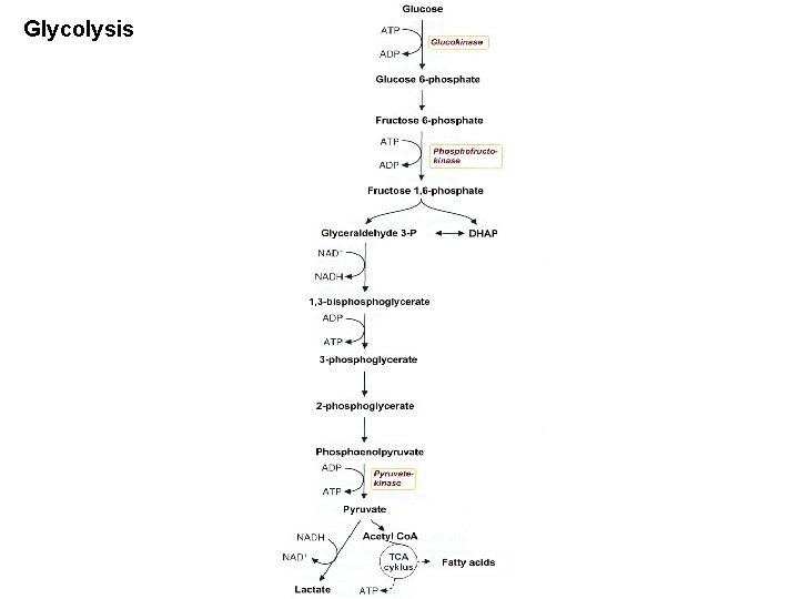 Glycolysis 