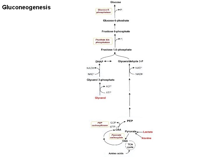 Gluconeogenesis 