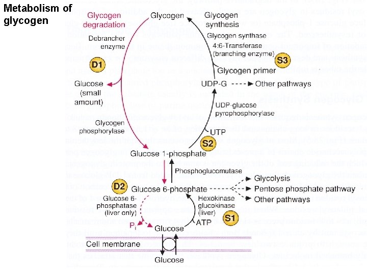Metabolism of glycogen 