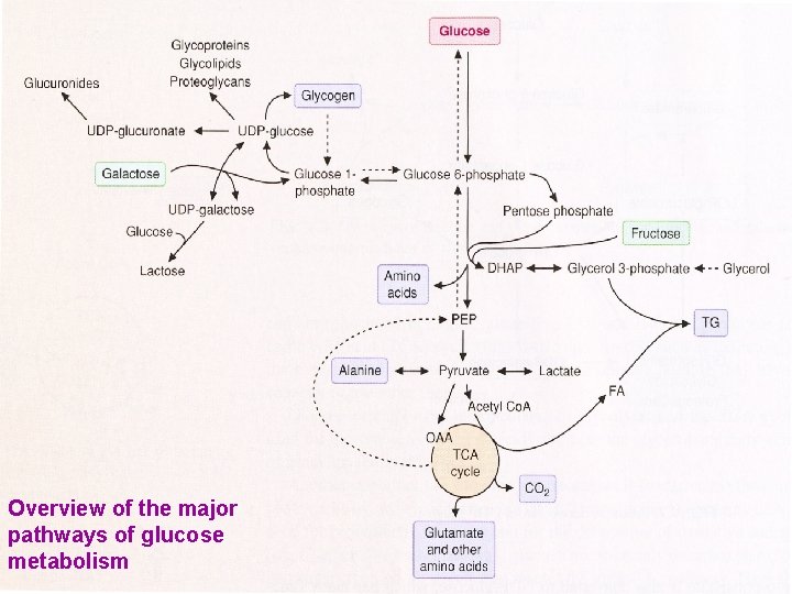 Overview of the major pathways of glucose metabolism 