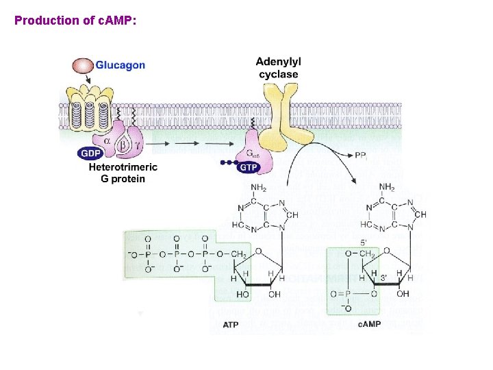 Production of c. AMP: 