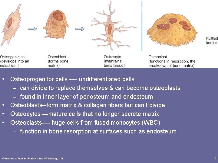 Cells of Bone • Osteoprogenitor cells ---- undifferentiated cells – can divide to replace