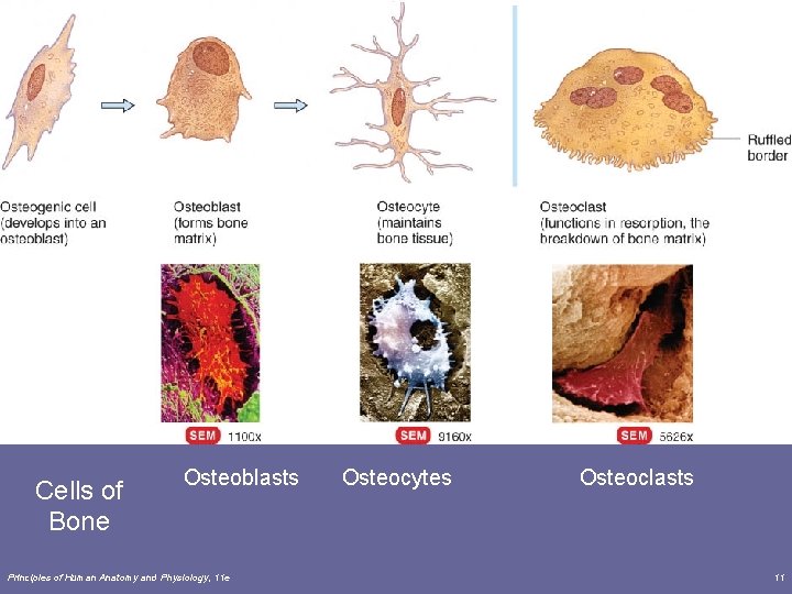 Cells of Bone Osteoblasts Principles of Human Anatomy and Physiology, 11 e Osteocytes Osteoclasts