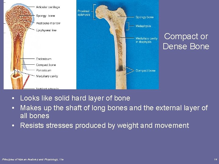 Compact or Dense Bone • Looks like solid hard layer of bone • Makes