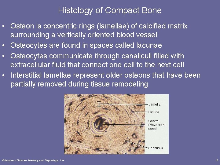 Histology of Compact Bone • Osteon is concentric rings (lamellae) of calcified matrix surrounding