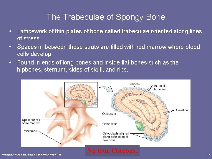 The Trabeculae of Spongy Bone • Latticework of thin plates of bone called trabeculae
