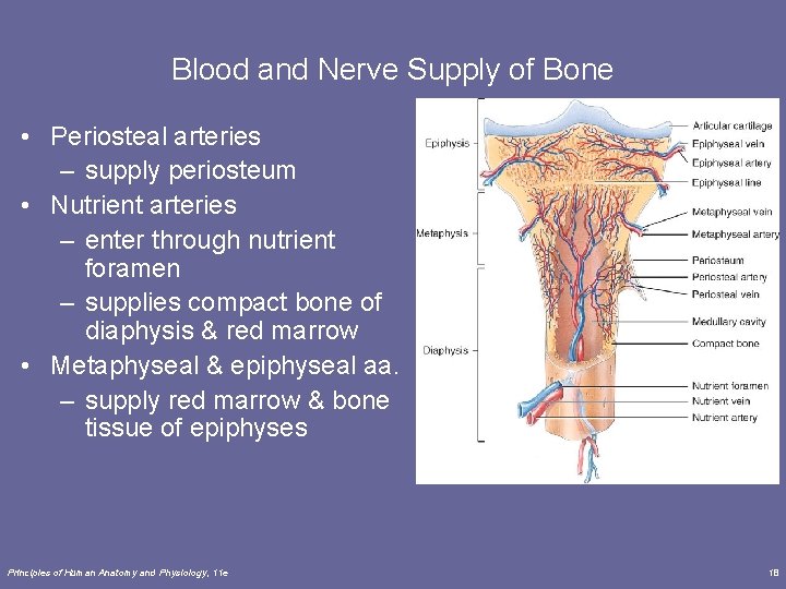 Blood and Nerve Supply of Bone • Periosteal arteries – supply periosteum • Nutrient