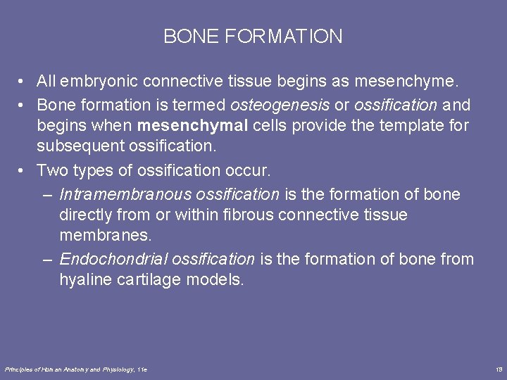 BONE FORMATION • All embryonic connective tissue begins as mesenchyme. • Bone formation is