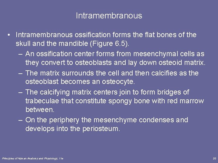 Intramembranous • Intramembranous ossification forms the flat bones of the skull and the mandible