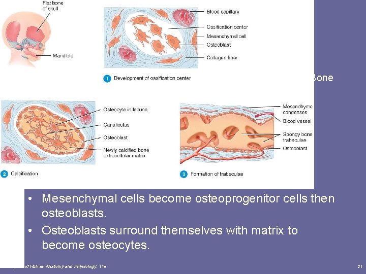 Intramembranous Bone Formation • Mesenchymal cells become osteoprogenitor cells then osteoblasts. • Osteoblasts surround