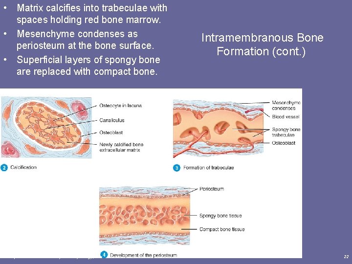  • Matrix calcifies into trabeculae with spaces holding red bone marrow. • Mesenchyme