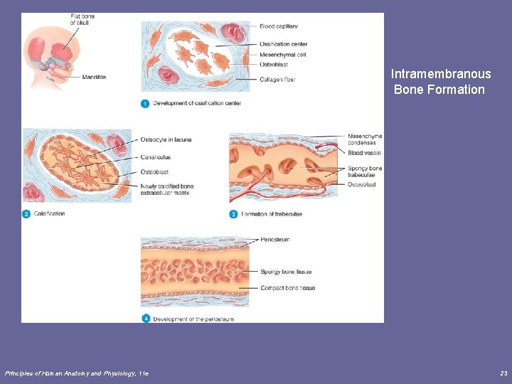 Intramembranous Bone Formation Principles of Human Anatomy and Physiology, 11 e 23 