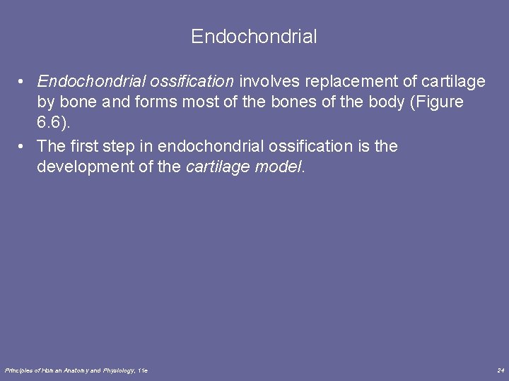 Endochondrial • Endochondrial ossification involves replacement of cartilage by bone and forms most of