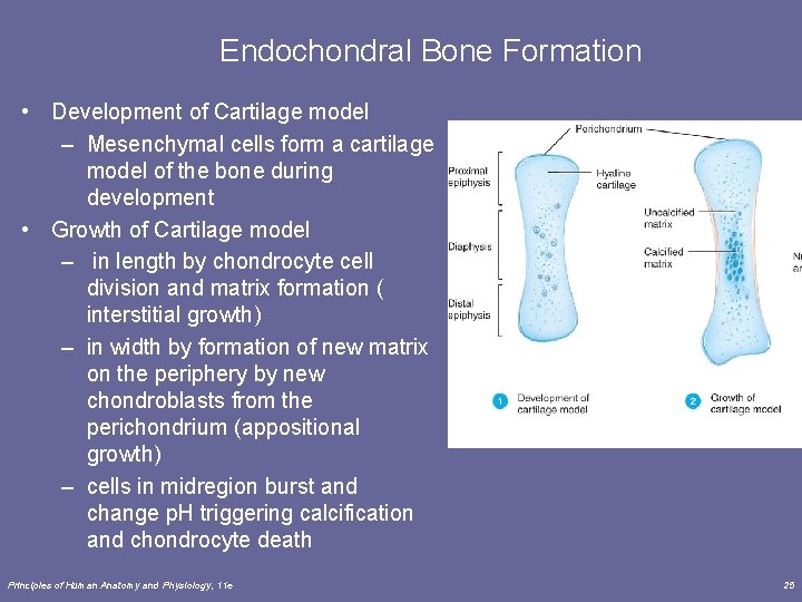 Endochondral Bone Formation • Development of Cartilage model – Mesenchymal cells form a cartilage