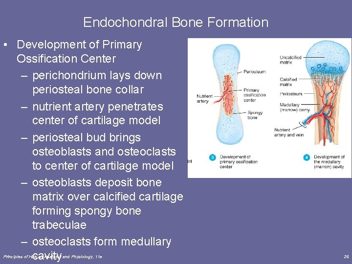 Endochondral Bone Formation • Development of Primary Ossification Center – perichondrium lays down periosteal
